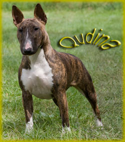 Qudina 1
