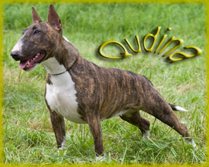 Qudina 5