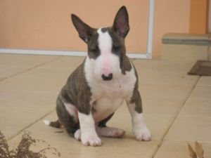 welpen 003