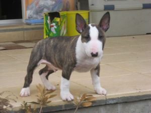 welpen 004